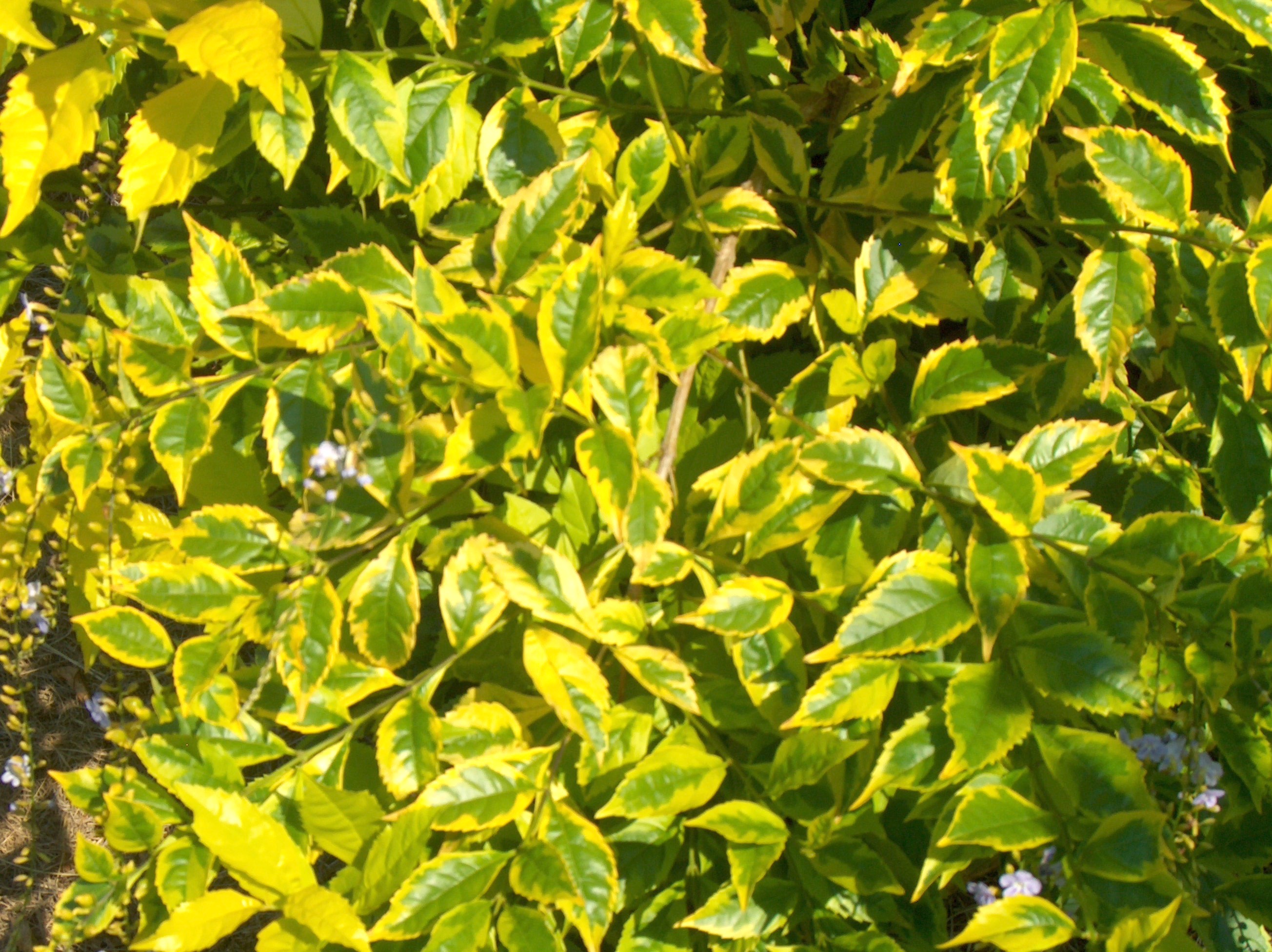 Online Plant Guide Duranta erecta 'Golden Edge' / Golden Eagle Duranta